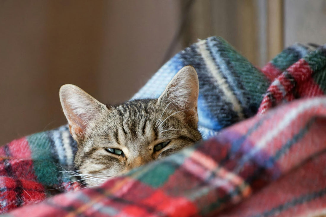 How Much CBD to Make Pet Sleep | A Dosage Guide